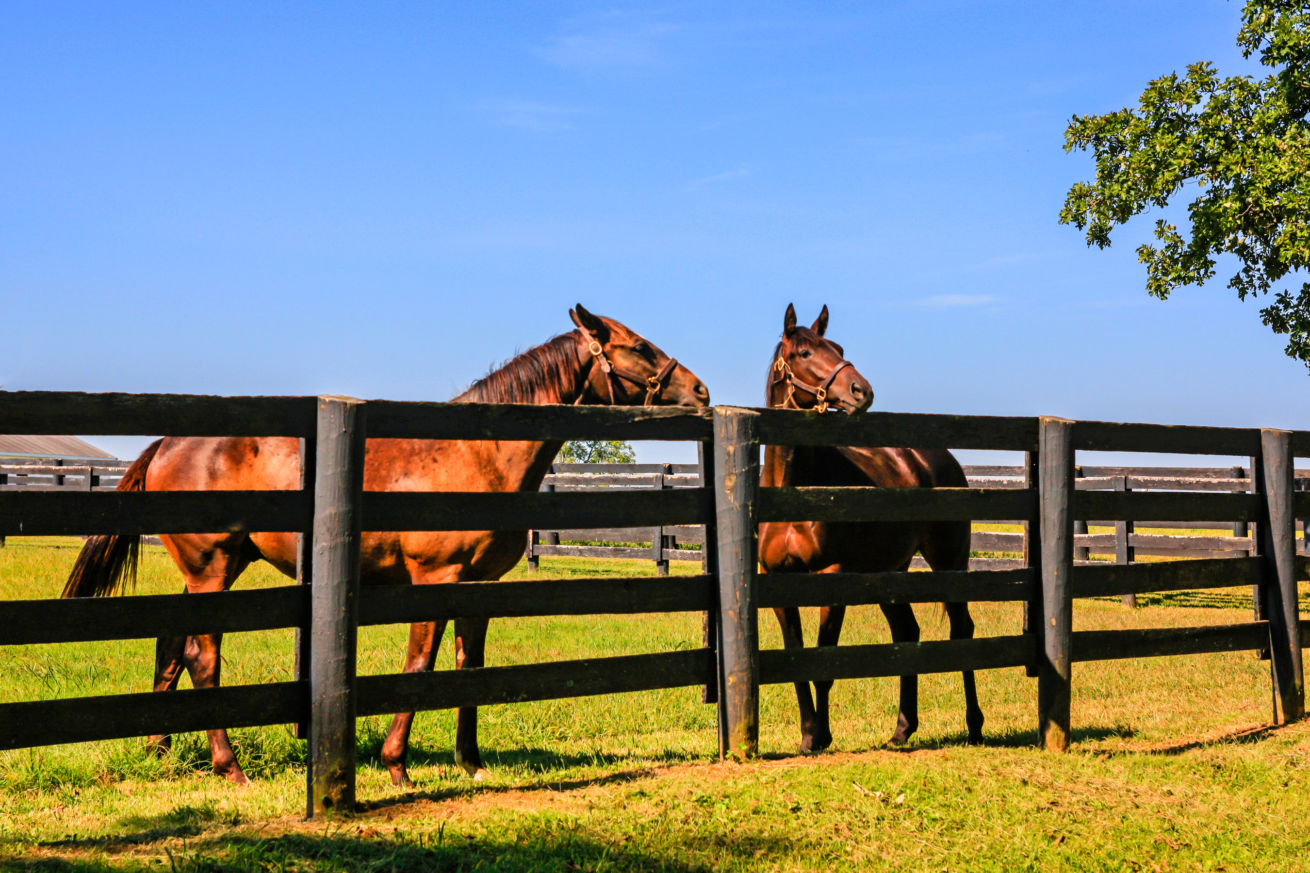 Stud farm & horse riding
